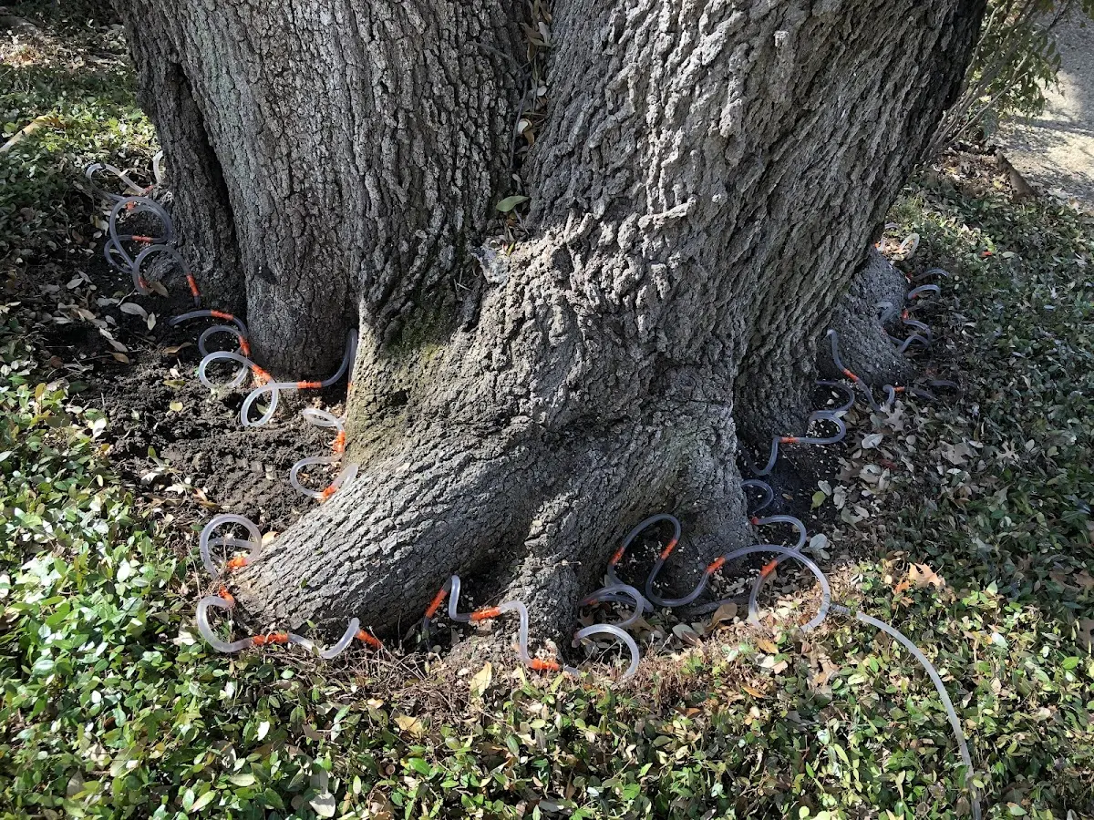 Detailed Tree Cabling and Bracing job site in Dakota City