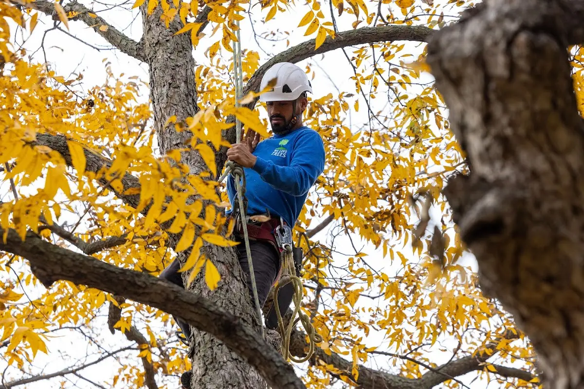 Skilled Tree Pruning crew working in Dakota City